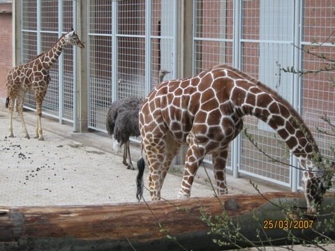 Nürnberger Tiergarten: Giraffen by Purzel