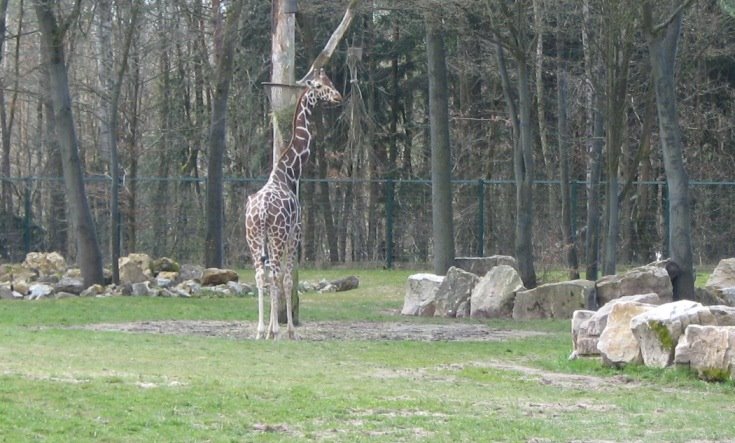 Nürnberger Tiergarten: Giraffen by Purzel