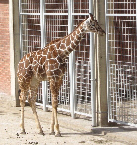 Nürnberger Tiergarten: Giraffen by Purzel