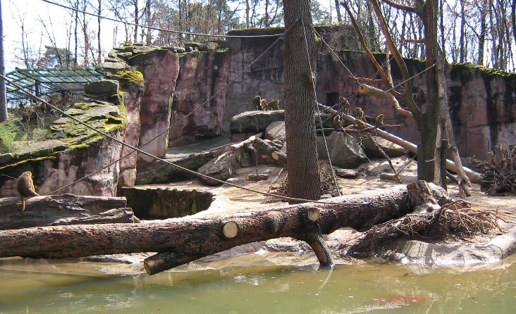 Nürnberger Tiergarten: Affen by Purzel