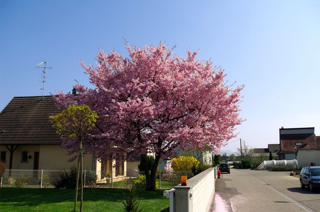 Nordic Jacaranda ? No, just a Prunus ! by http://www.meispix.com (Philippe Meisburger)