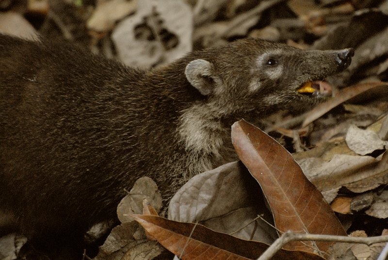 Montezuma, Coati by Louis-Michel Désert