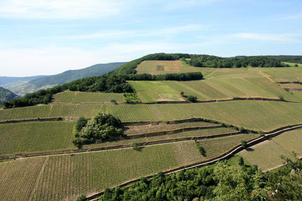 Weinberge bei Assmannshausen by gustl