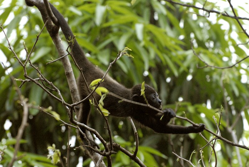 Montezuma, Hawler Monkey by Louis-Michel Désert