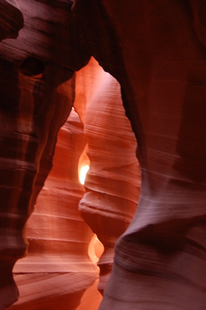 The Bear in Upper Antelope Canyon by Robi4711