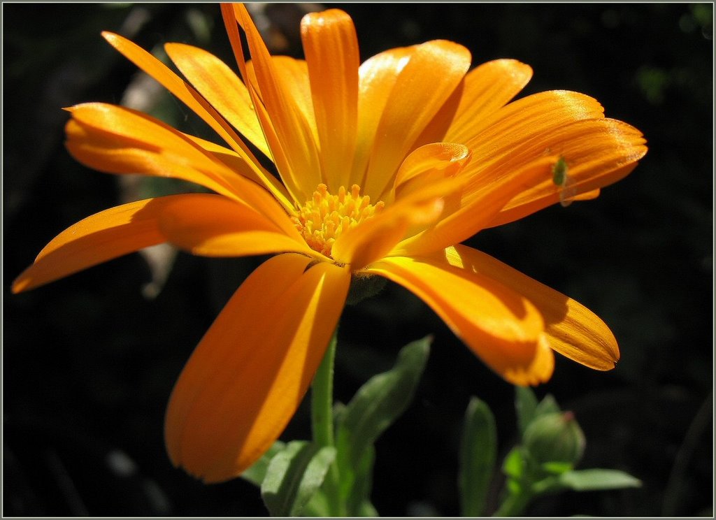 Goudsbloem, Marigold (Calendula officinalis) by Chris10 ©