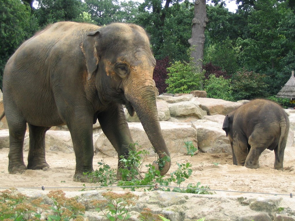 Noorder Dierenpark Emmen by Danny77