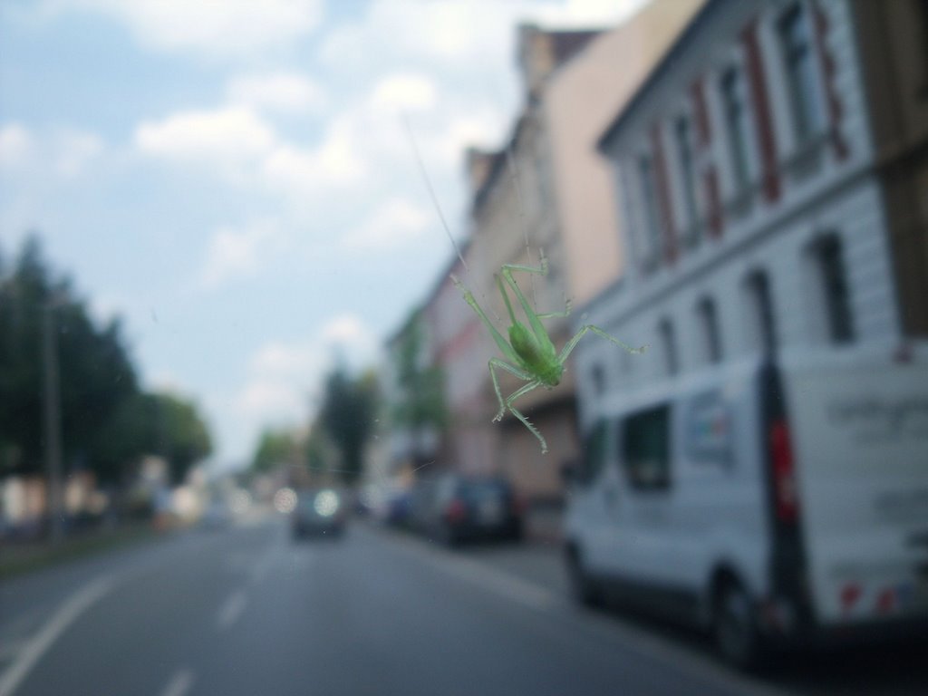 Tapferes Kerlchen... nach 20 km kauerte er am Heckspoiler by parcelpanic