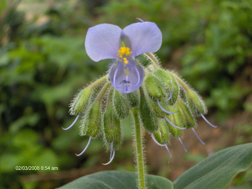 Flor Violeta by Hernando Suarez Salo…