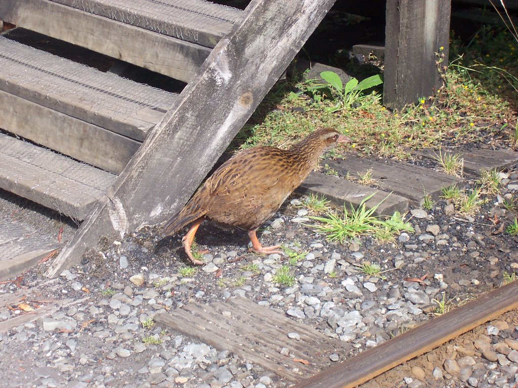 A weka near Shantytown railway station by michaelhoen