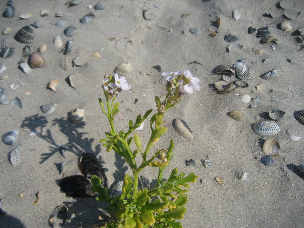 Stilleben am Strand by mi_amann