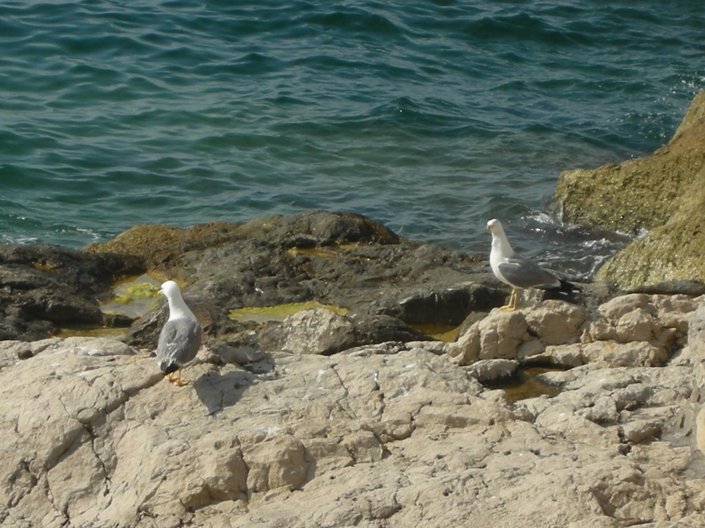 Gabbiani a Cala di Puolo by fabrizio.reale