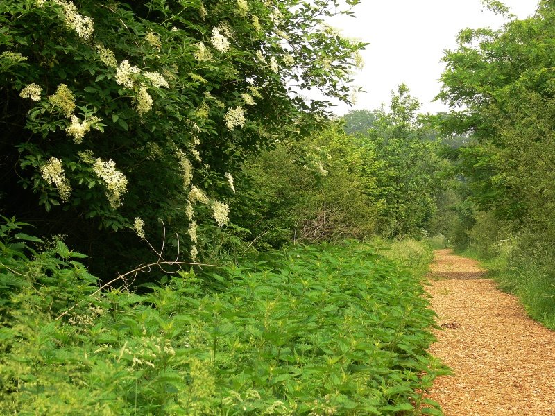 Rundweg Rieselfelder Senne by merli