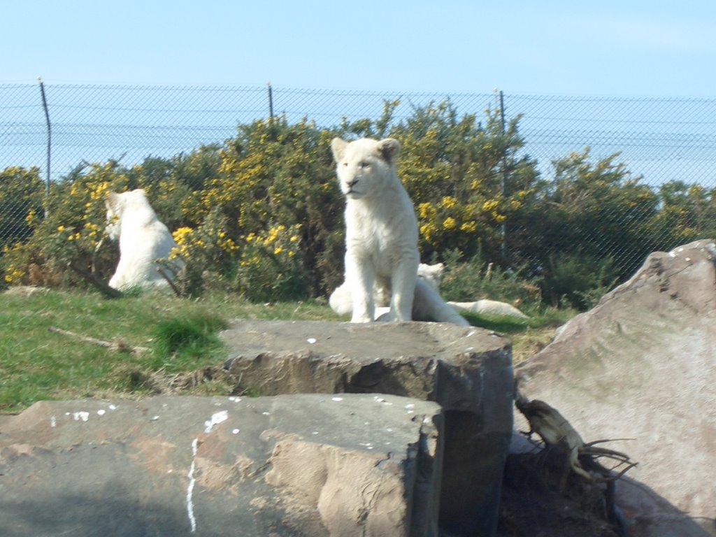 White lions by jay mills