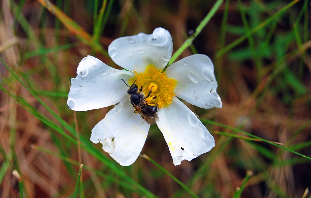 Flor by arponte