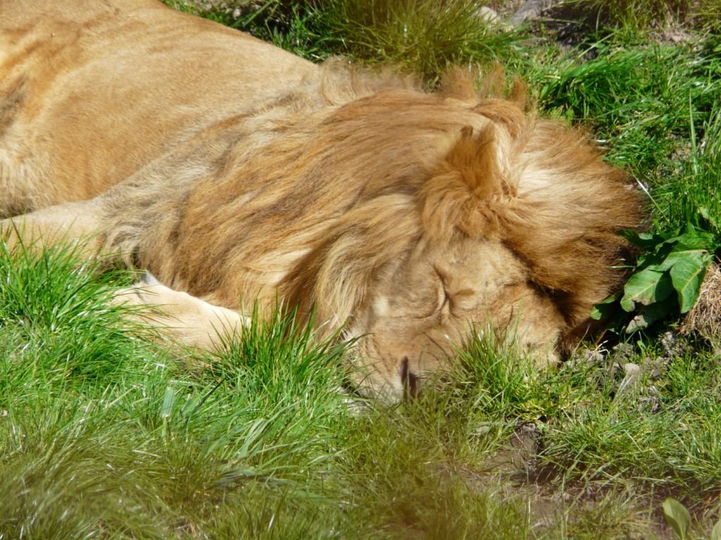 Løve i Odense Zoo by Fyens.dk