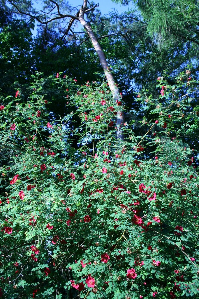 Strauchrose rot beim Senkgarten by Pim Pam Pom