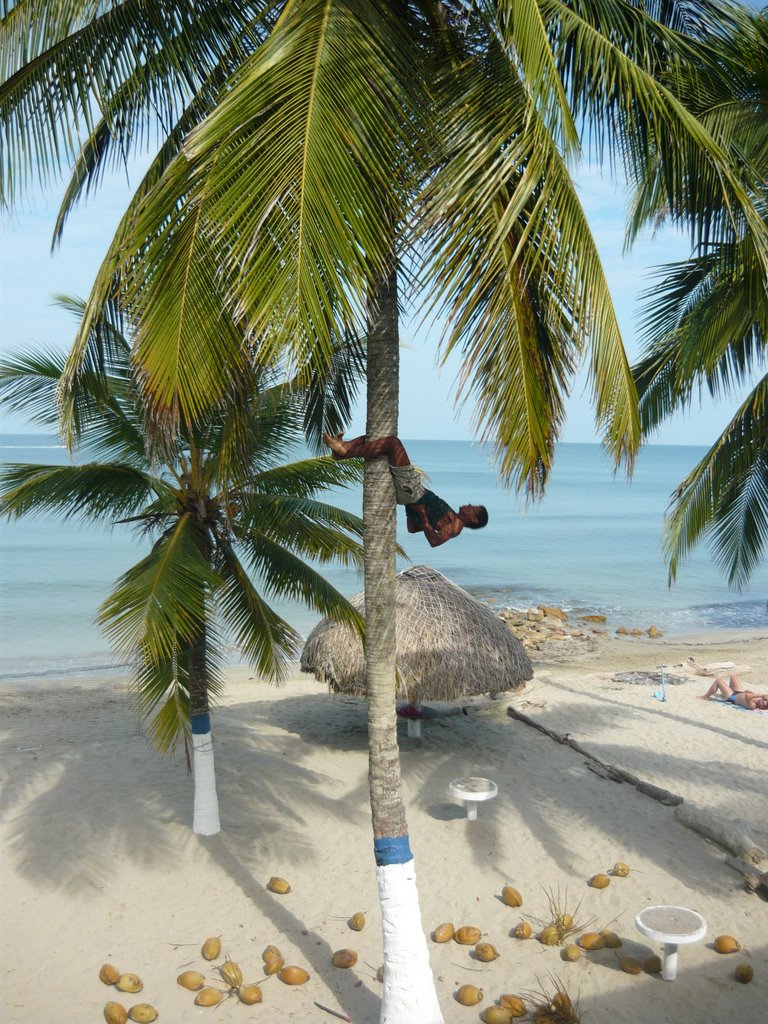 Hombre bajando coco by Lauramedina