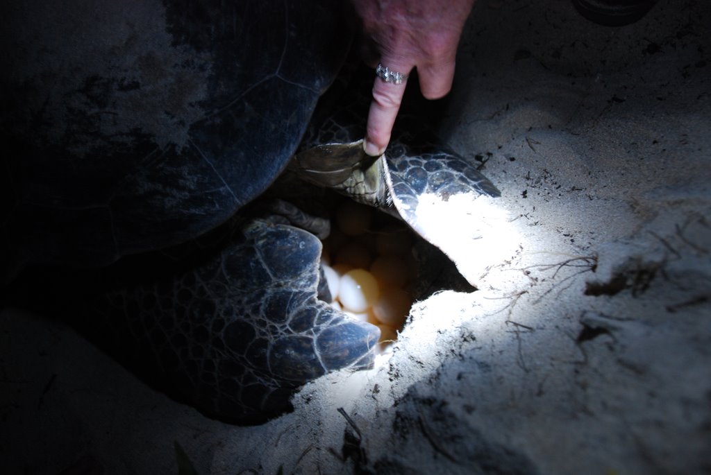 Eggs of nesting turtle by HansForsingdalKonrad