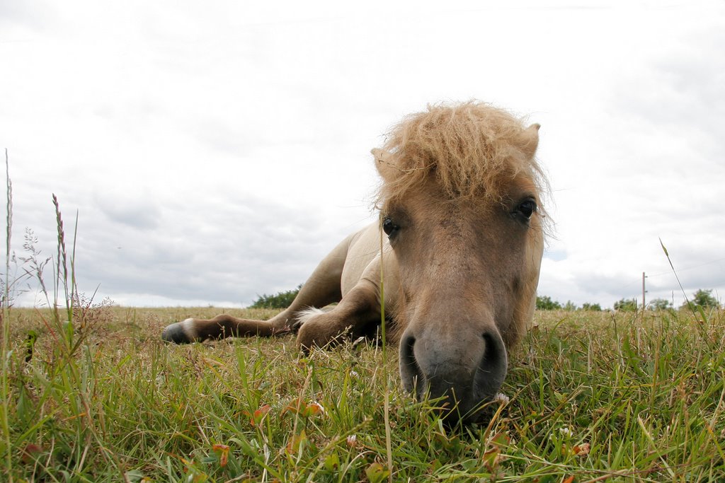 Sweet Horse, Laven by Per Bjarne Pedersen