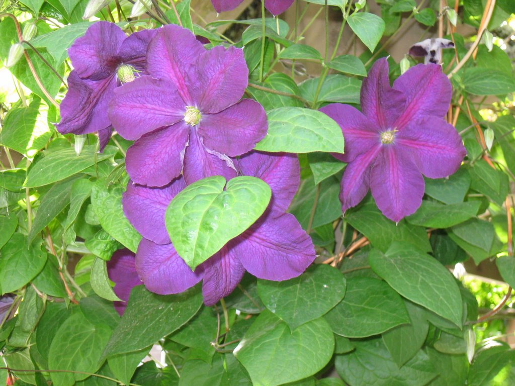 Laurel Point Vine Flowers by Iballz