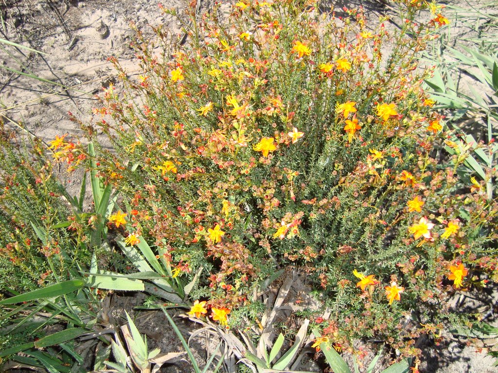 Flores do cerrado do Jalapão - Mateiros, To by abnestair