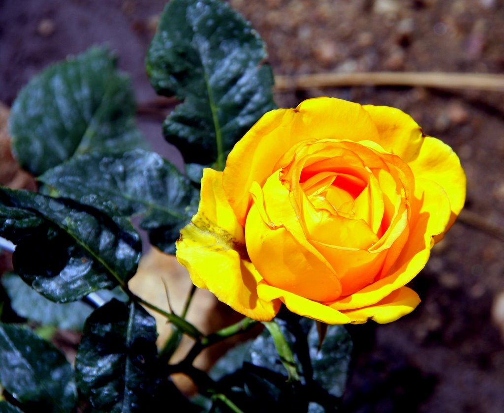 Rose in Big Bear Lake. Ca. by alek solo