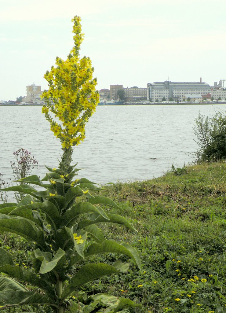 Mullein (Verbascum speciosum) by SuMaKa