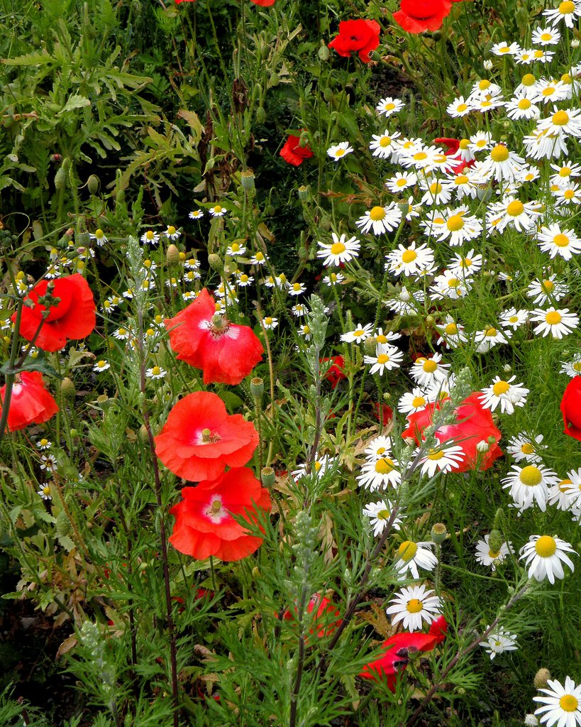 Poppy (Papaver rhoeas) by SuMaKa