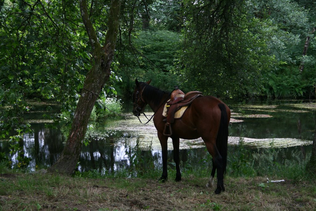 Caballo junto al Río Parga by Guillermo Rejón Gómez