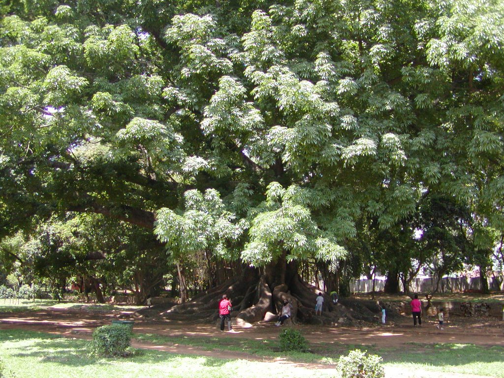 300 yr old tree at Lalbagh Garden by skuttuva