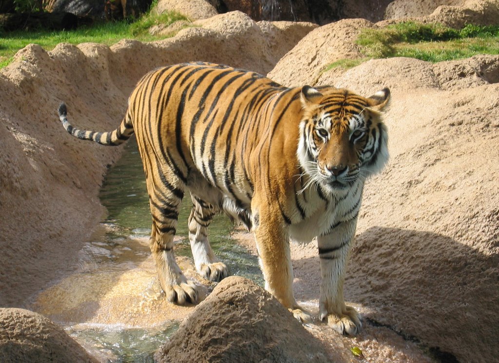 Tiger/Loro Parque by Mr.C