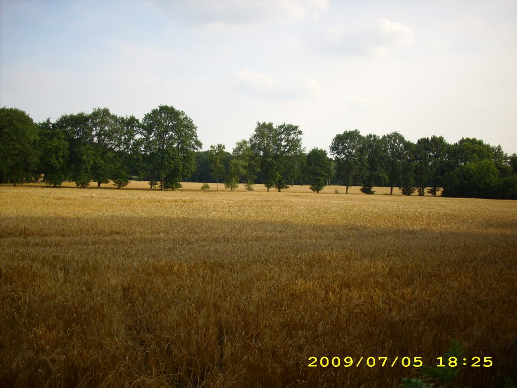 H©) July 2009 / Haltern - Sythen / Auf dem Weg nach Lehmbraken by Hannes Th.