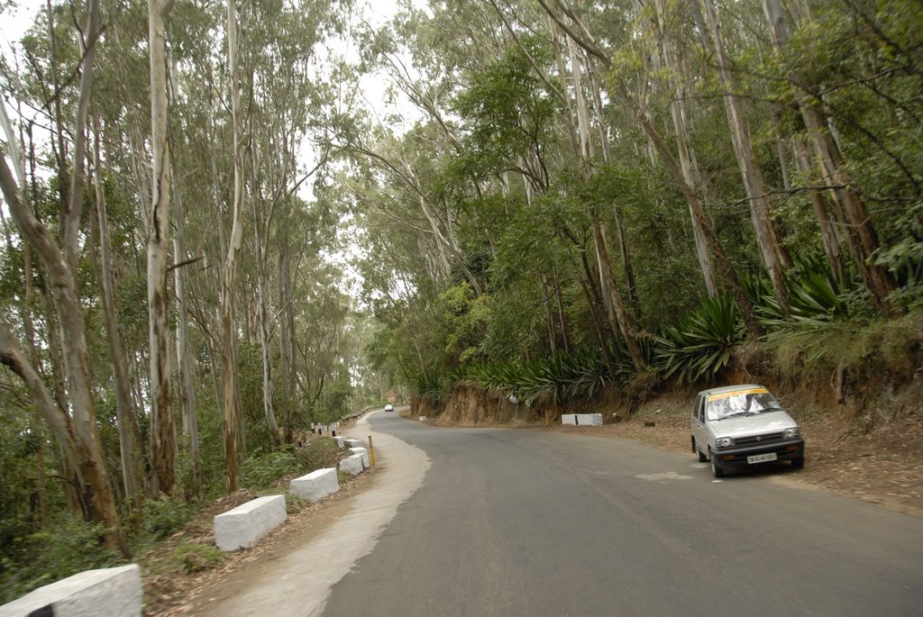 Nilgiri Trees by Dinesh N