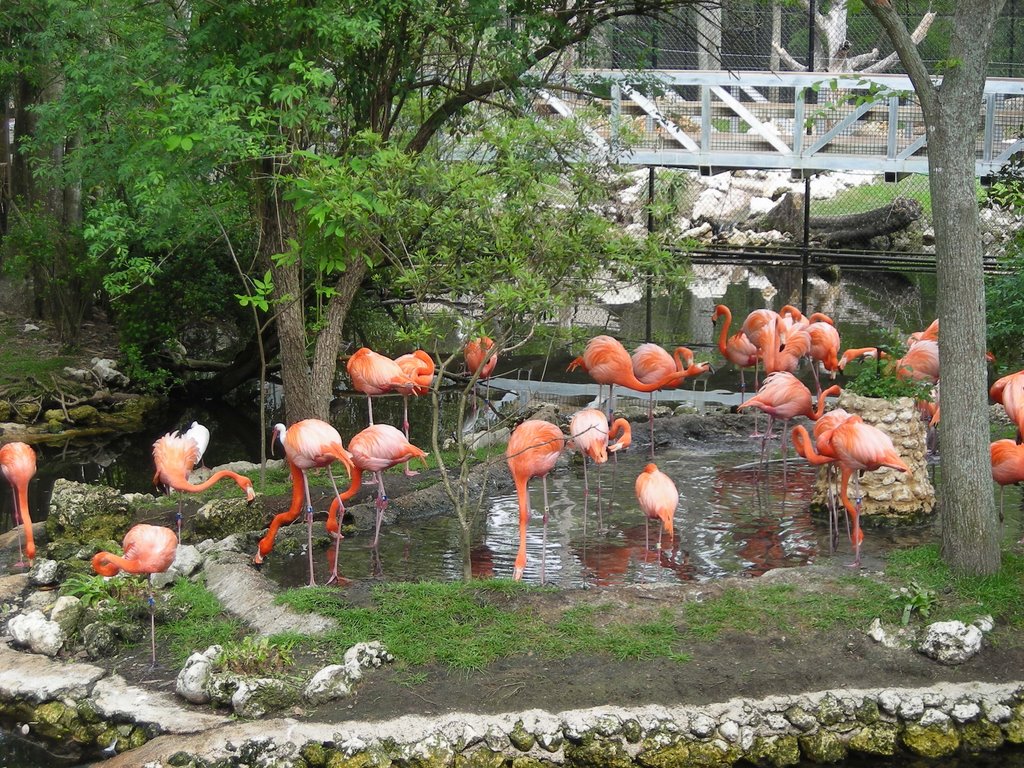 Homosassa Springs by Jarcio