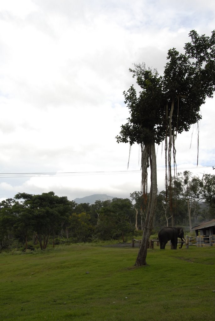 Waiting for supper at the Elephant Camp by DineshNCO