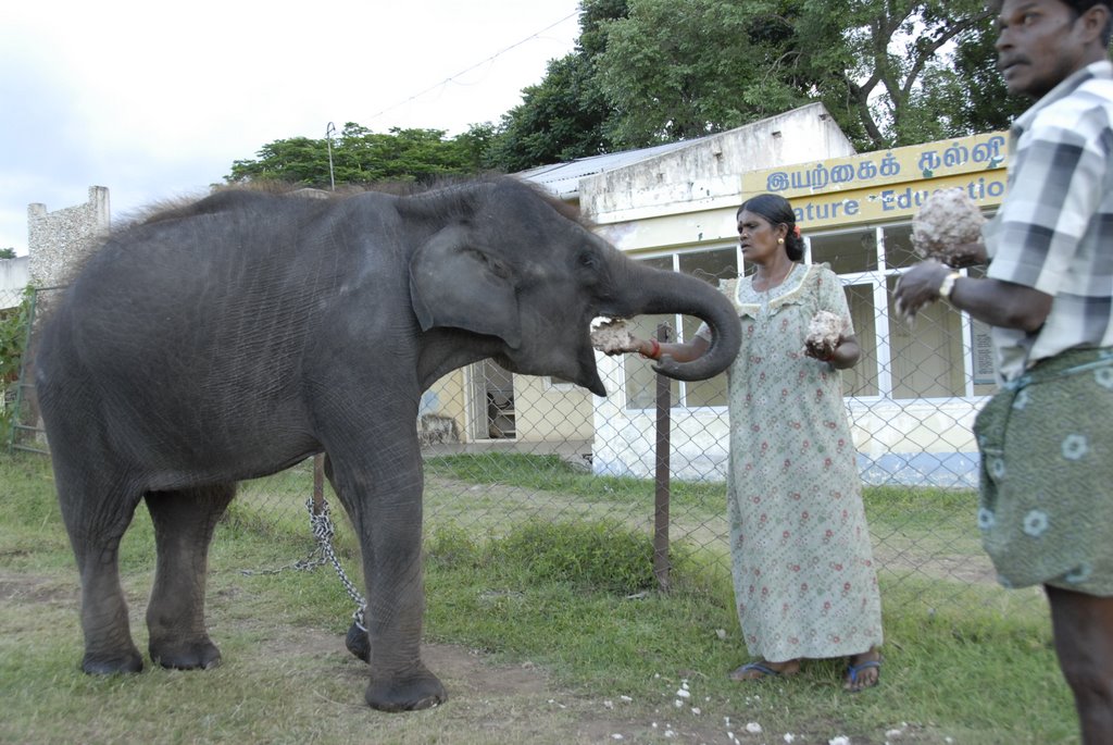 Caretakers feed Masini- the two year old elephant by Dinesh N