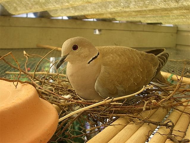 Pigeon on her nest... by Chris10 ©