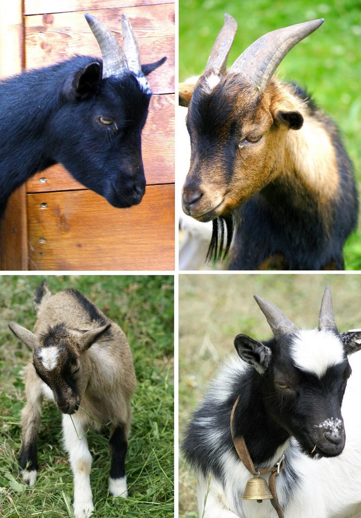 Goats. © by UdoSm.the2nd by ©UdoSm.the2nd