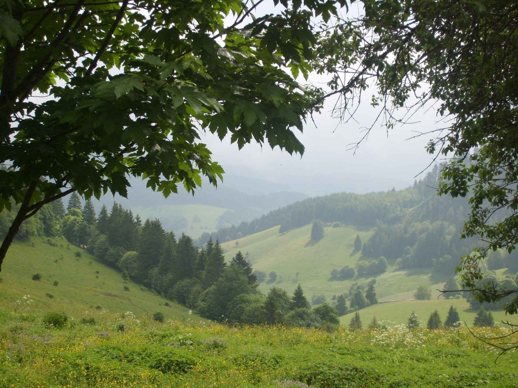 Blick in den Schwarzwald by Künni1968