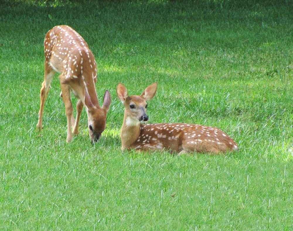 Whitetail Fawns - Bethlehem, PA by Steve Hock Photography