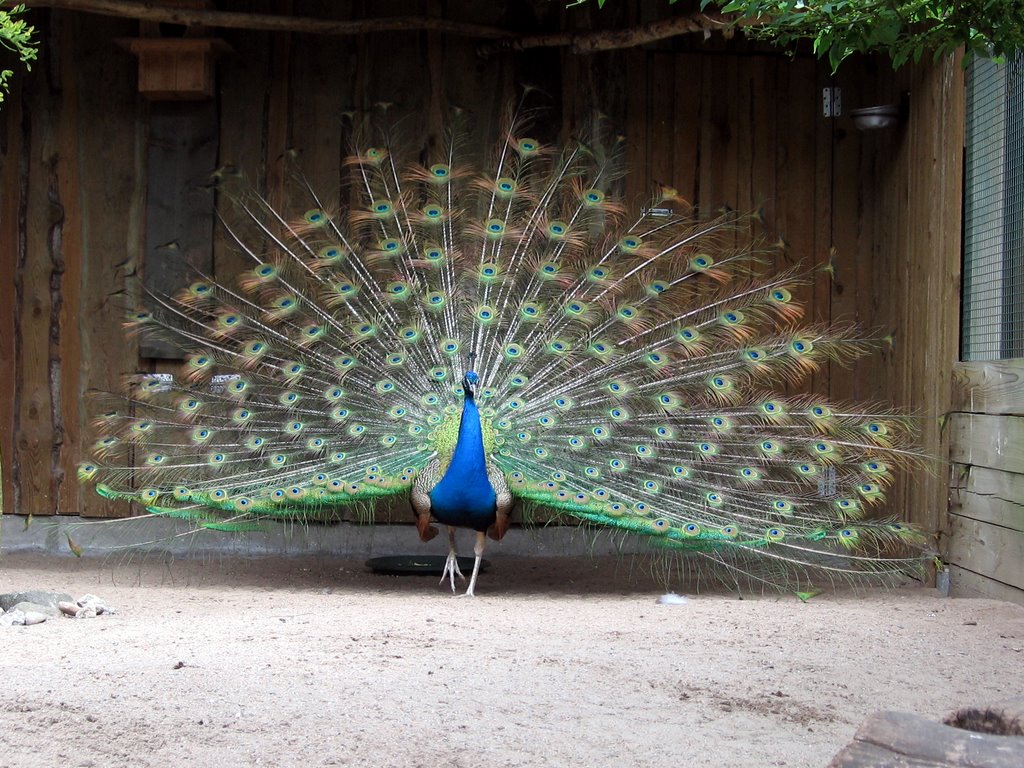 Peacock at Tallinn Zoo by andresso