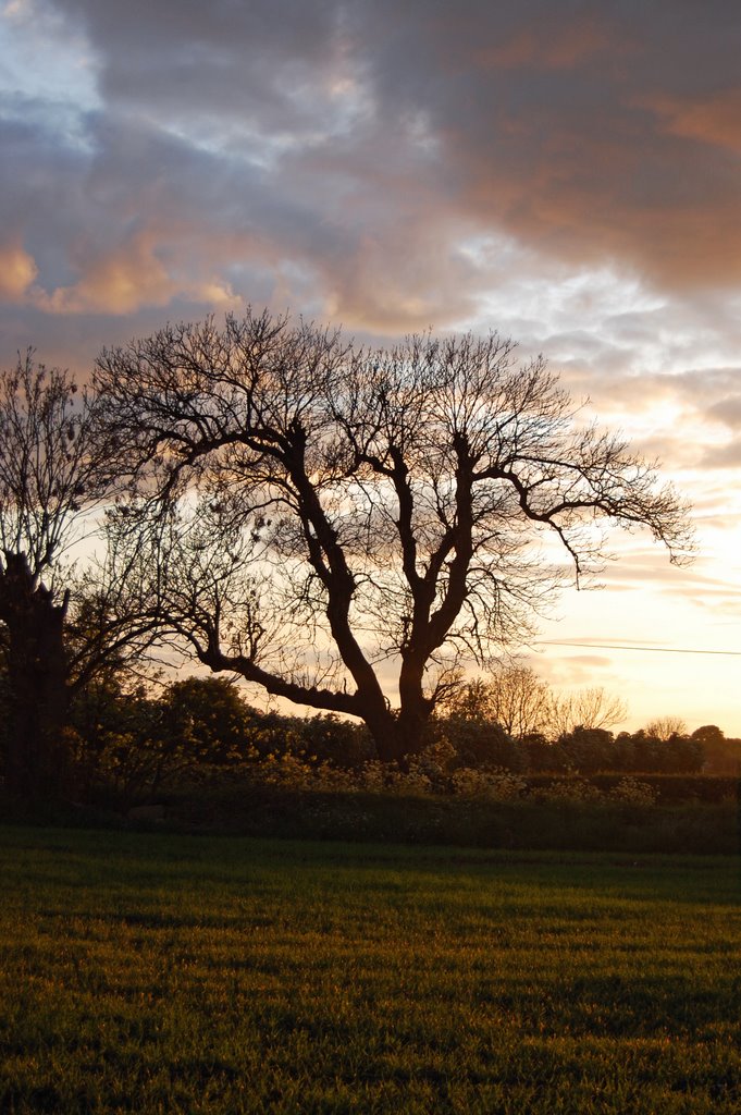 Another tree! by Simon Hemphill