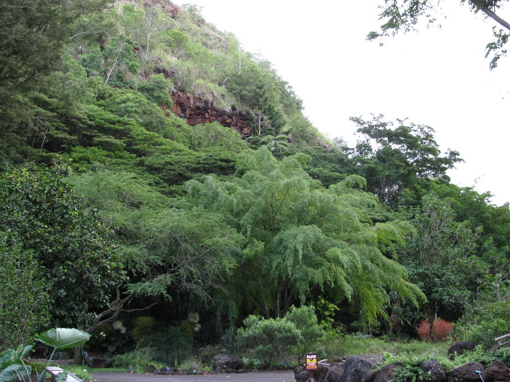 Waimea Valley Walk by nlitendchild