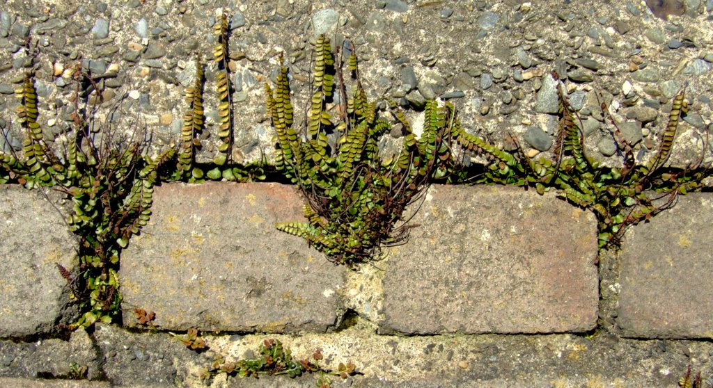 Maidenhair spleenort (Asplenium trichomanes) by peddyrplant