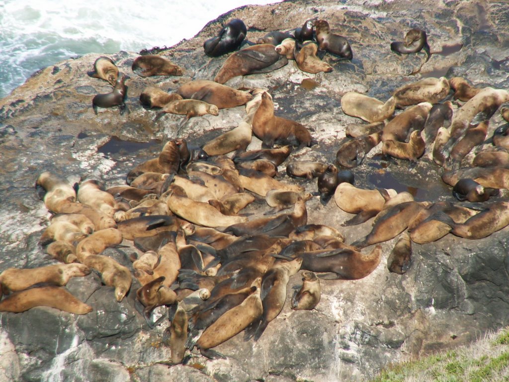 Sea Lions Pupping by Dana Jensen