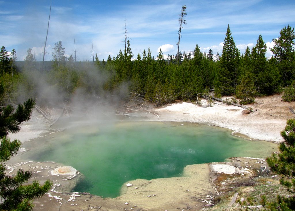 Emerald Spring - Norris Geyser Basin - Yellowstone National Park, WY, USA. by André Bonacin