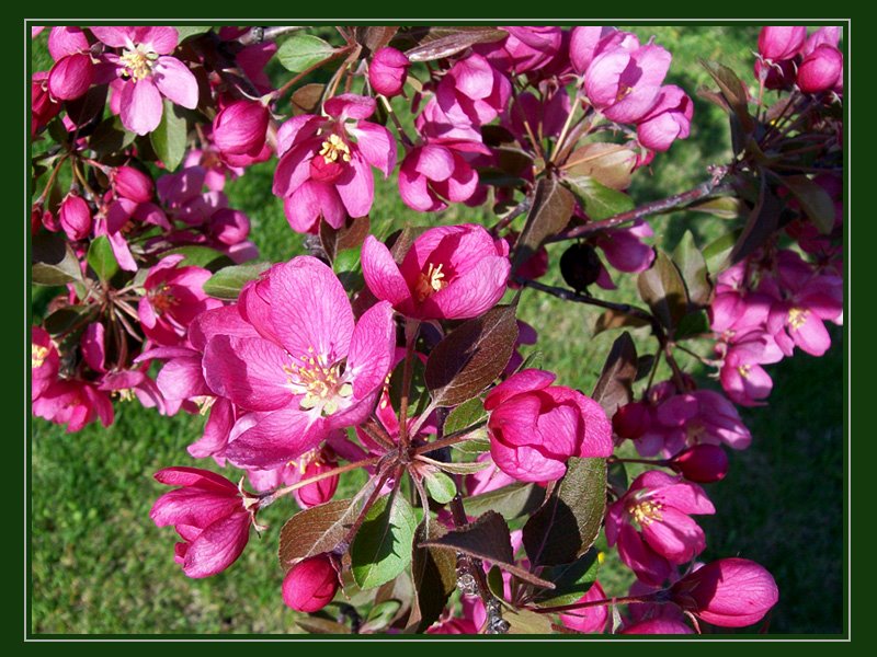 Blooming by Mario Hains