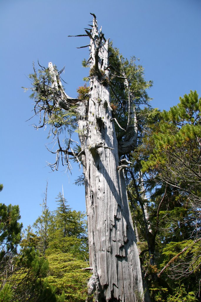 Big Cedar Tree by longdistancer