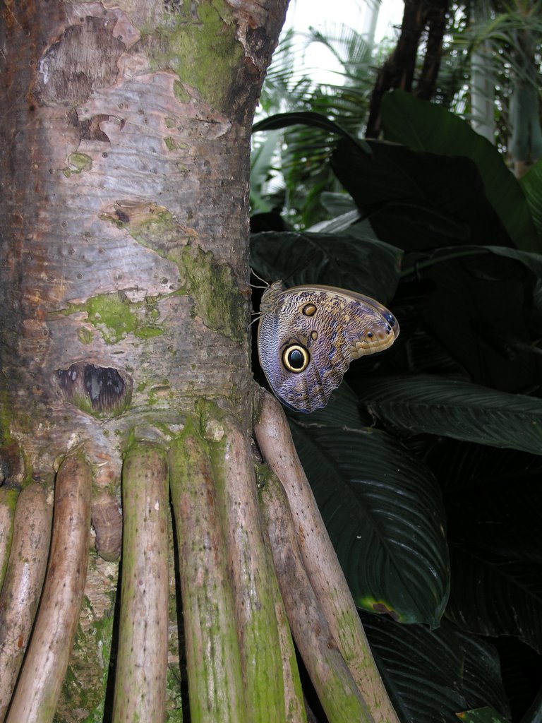 Butterfly Conservatory by dukule